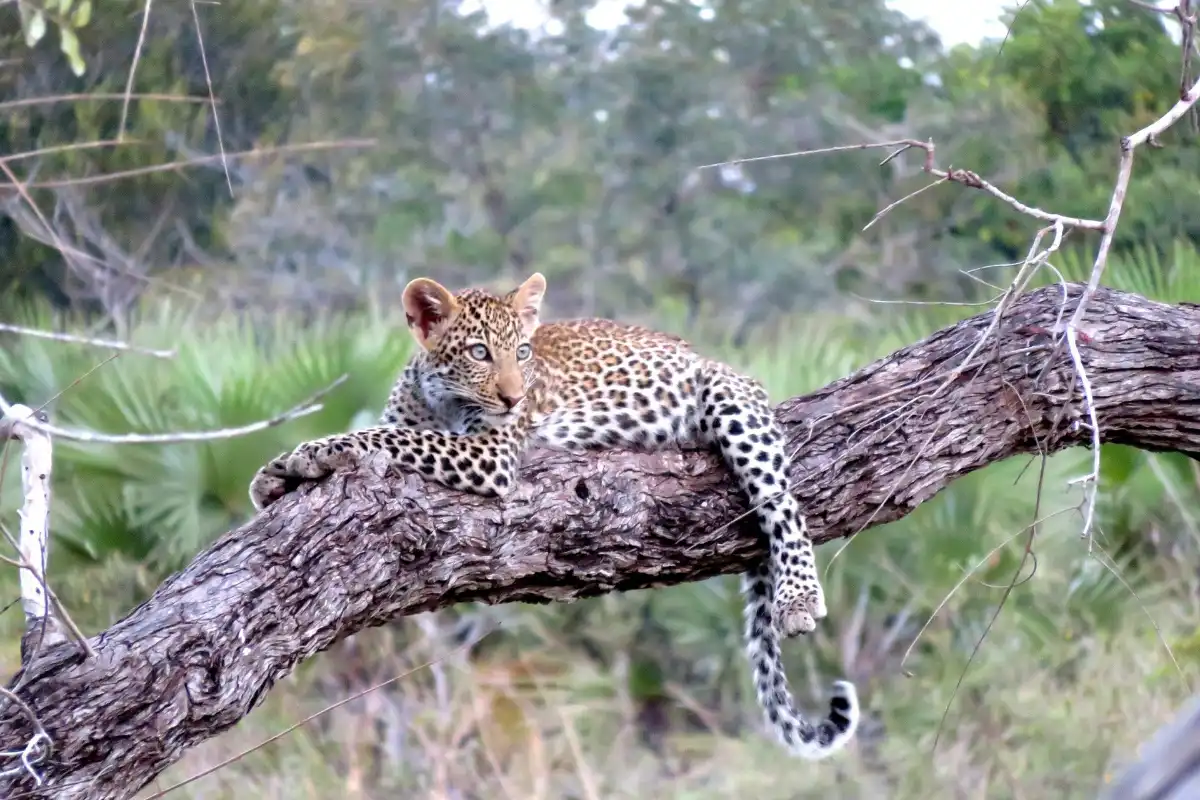 Premium 5 Days BIG FIVE Safari-Luxury.